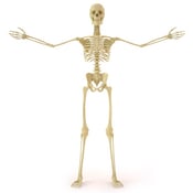 skeleton